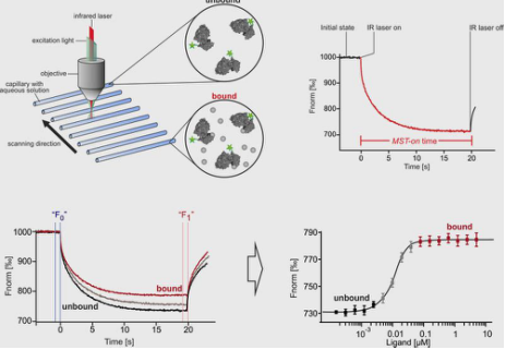 微量熱泳動(dòng)2