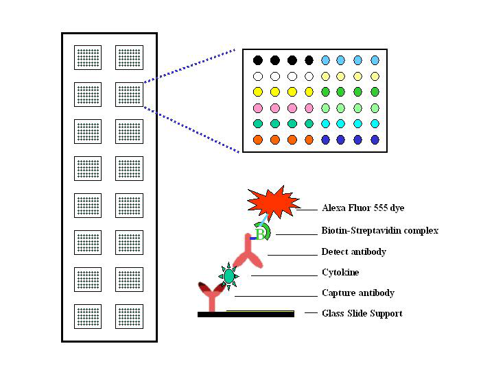 人類細胞因子抗體芯片1