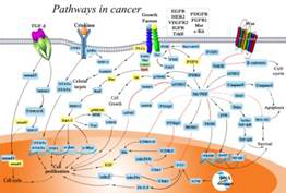 腫瘤信號通路廣譜芯片2